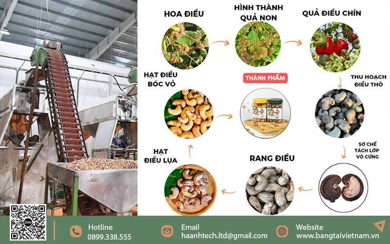 Lợi ích của sản xuất hạt điều